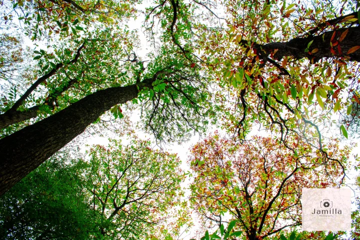 Nature photography - Image 1
