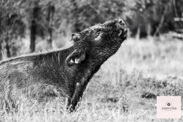 Nature photography - Image 4