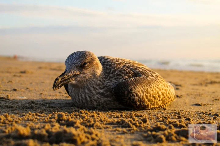 Nature photography - Image 9