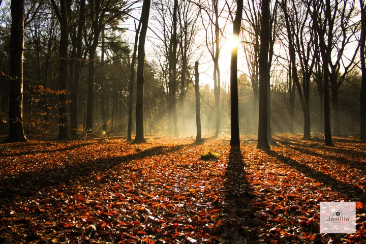 Nature photography